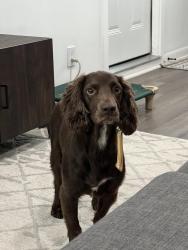 Lost Male Dog last seen Willow end, Houston, TX 77035