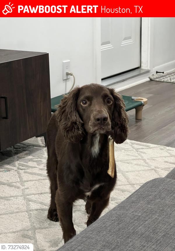 Lost Male Dog last seen Willow end, Houston, TX 77035