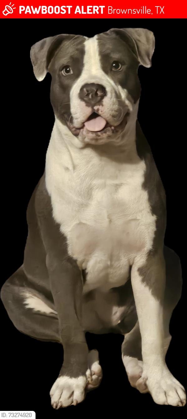 Lost Female Dog last seen Riverside Blvd, Brownsville, TX 78520