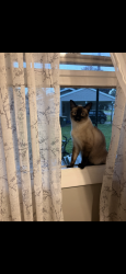 Reunited Female Cat last seen Vandenburg, Sun Prairie, WI 53590