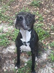 Reunited Female Dog last seen Connechusett Road and Poinsettia, Tampa, FL 33617
