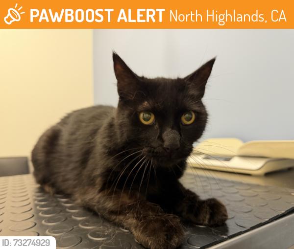 Found/Stray Male Cat last seen Scandia, North Highlands, CA 95841