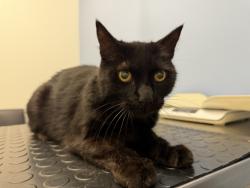 Found/Stray Male Cat last seen Scandia, North Highlands, CA 95841