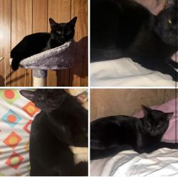 Lost Male Cat last seen Hasbrook and s 72nd st, Kansas City, KS 66111