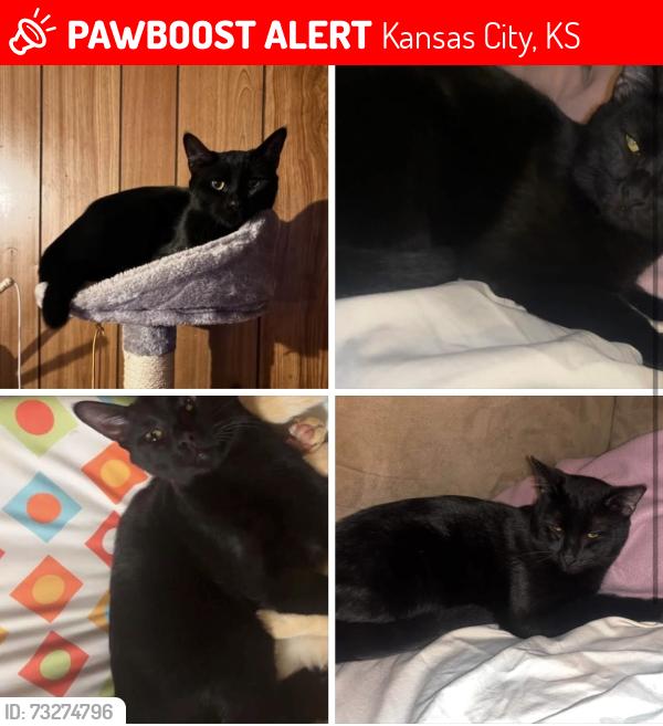 Lost Male Cat last seen Hasbrook and s 72nd st, Kansas City, KS 66111
