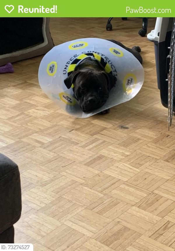 Reunited Male Dog last seen Dufferin and Lawrence, Toronto, ON M6B 3T6