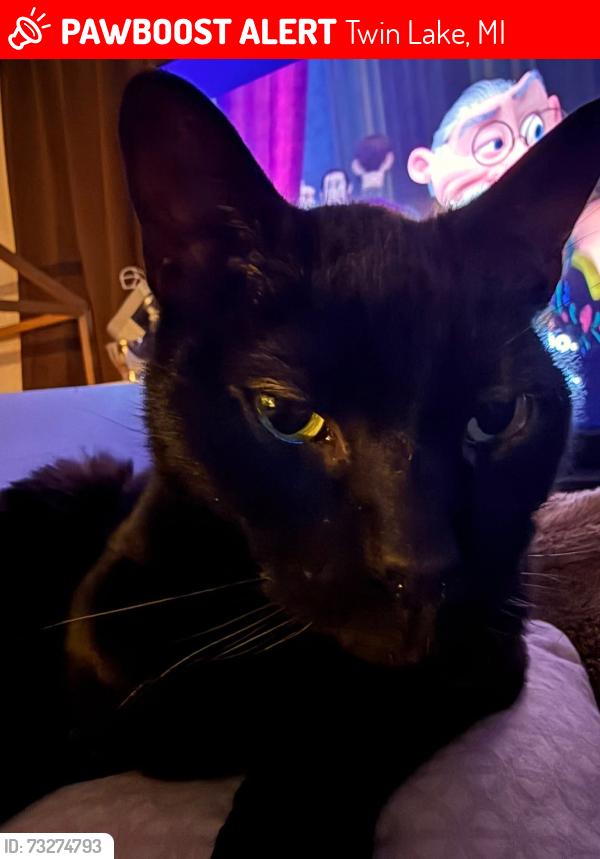 Lost Male Cat last seen Lakewood Rd, Twin Lake, MI 49457