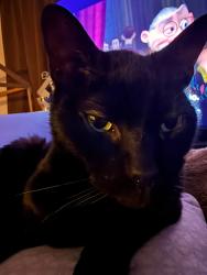 Lost Male Cat last seen Lakewood Rd, Twin Lake, MI 49457
