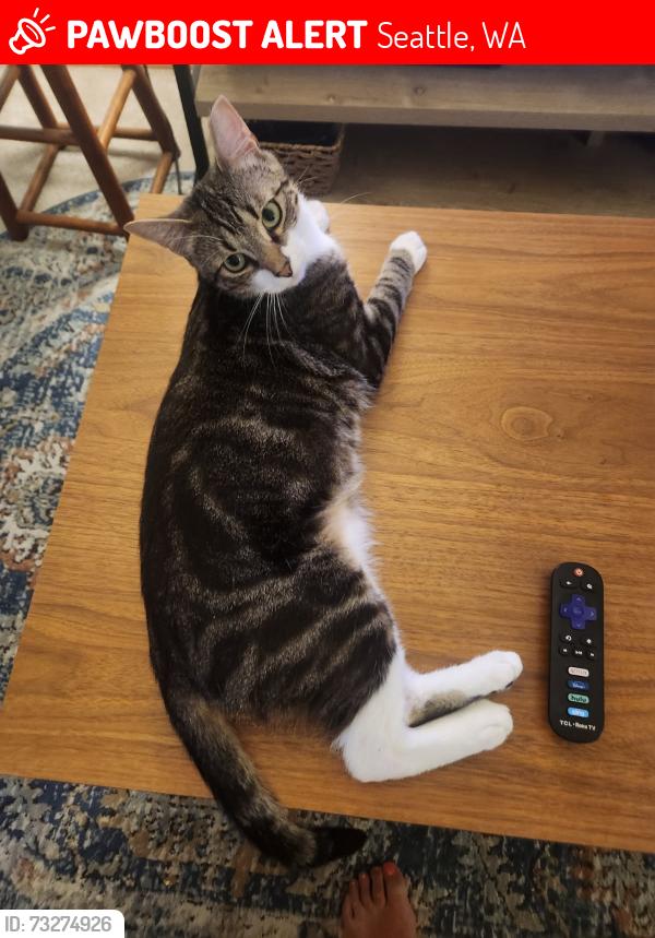 Lost Male Cat last seen Near 2nd Ave NW, Seattle, WA 98107, Seattle, WA 98107