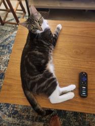 Lost Male Cat last seen Near 2nd Ave NW, Seattle, WA 98107, Seattle, WA 98107