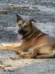 Found/Stray Male Dog last seen Bear creek reservoir (lake access) parking lot, Jackson County, GA 30622