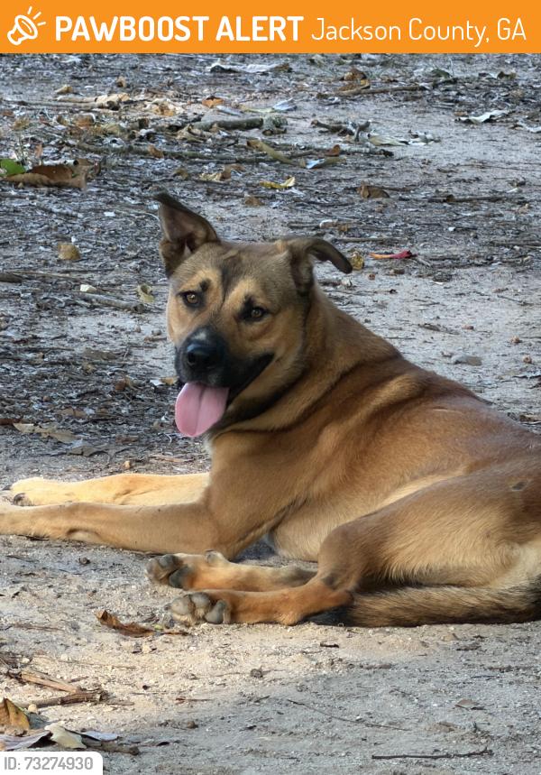 Found/Stray Male Dog last seen Bear creek reservoir (lake access) parking lot, Jackson County, GA 30622