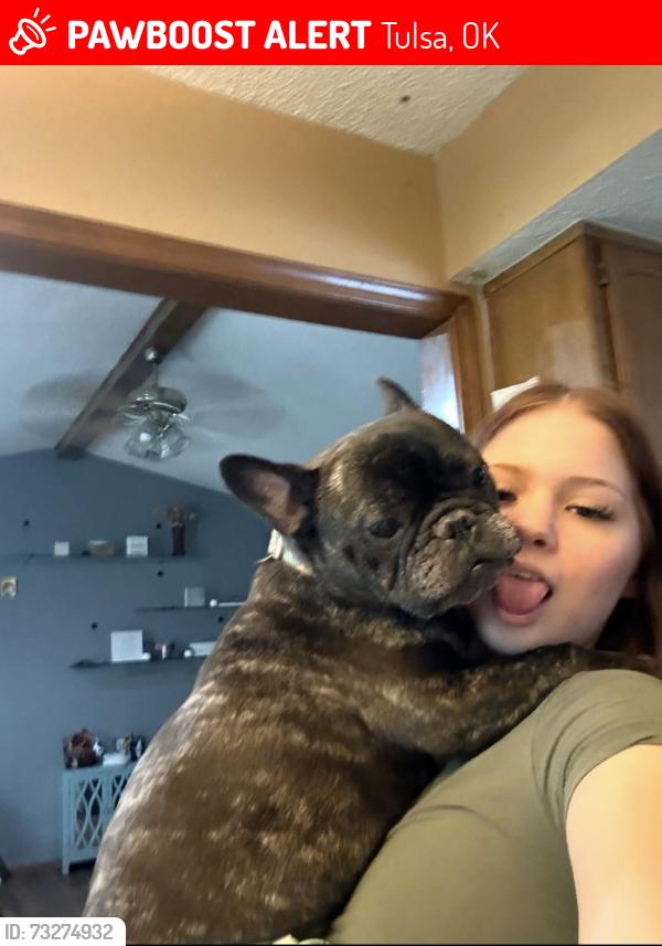Lost Female Dog last seen Near and 145, Tulsa, OK 74134