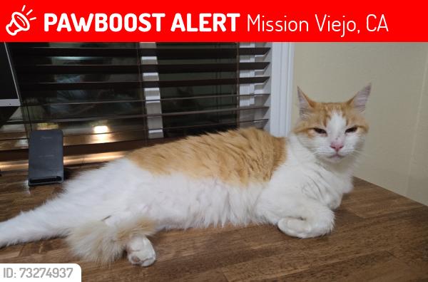 Lost Male Cat last seen Via luisa, Mission Viejo, CA 92691