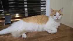 Lost Male Cat last seen Via luisa, Mission Viejo, CA 92691