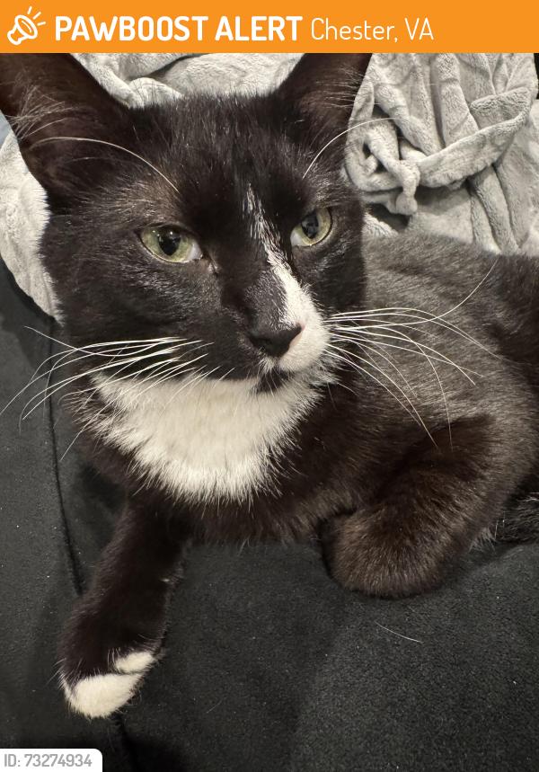 Found/Stray Unknown Cat last seen Behind cinema cafe near the townehouses, Chester, VA 23831