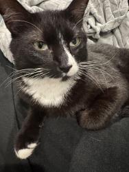 Found/Stray Unknown Cat last seen Behind cinema cafe near the townehouses, Chester, VA 23831