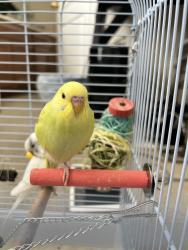 Lost Male Bird last seen Roscoe and De Soto, Los Angeles, CA 91304