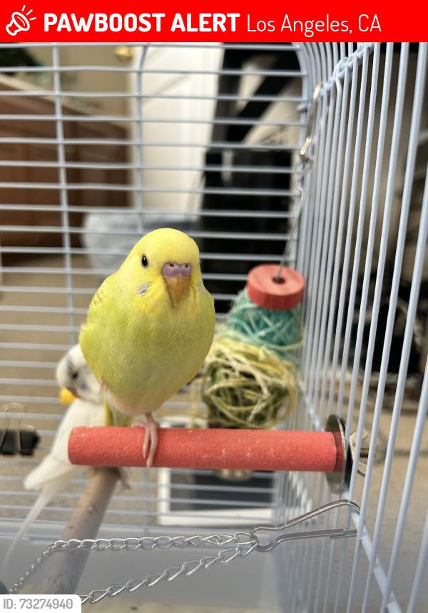 Lost Male Bird last seen Roscoe and De Soto, Los Angeles, CA 91304