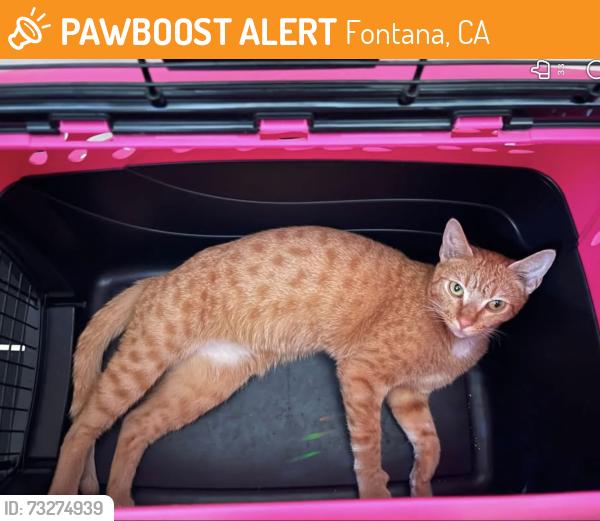 Found/Stray Female Cat last seen Alexa’s cafe Mexican grill, Fontana, CA 92335