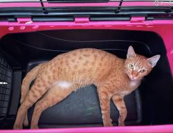 Found/Stray Female Cat last seen Alexa’s cafe Mexican grill, Fontana, CA 92335