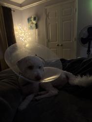 Reunited Male Dog last seen Boudreaux Rd, Tomball, TX, USA, Tomball, TX 77375