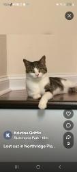 Lost Female Cat last seen Near crutchfield dr, Cameron, NC 28326