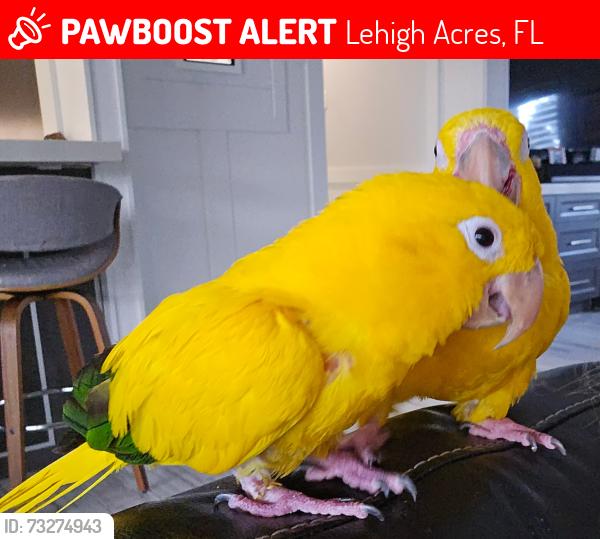Lost Male Bird last seen Westminster Country Club, Lehigh Acres, FL 33973