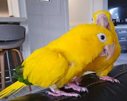 Lost Male Bird last seen Westminster Country Club, Lehigh Acres, FL 33973