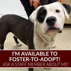 Shelter Stray Male Dog last seen HW 6 S & Westward Ho, Brazos County, TX, 5359 Leonard Rd, Bryan, TX 77807, USA