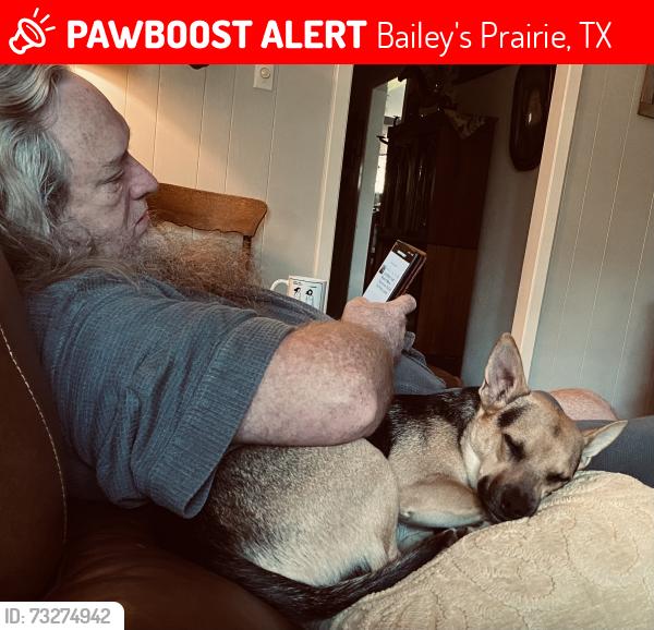 Lost Male Dog last seen Highway 35, Bailey's Prairie, TX 77515