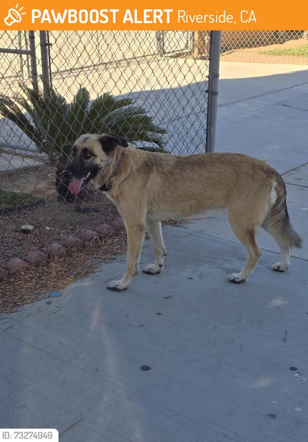 Found/Stray Unknown Dog last seen LaSierra 7-11, Riverside, CA 92505