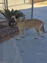 Found/Stray Unknown Dog last seen LaSierra 7-11, Riverside, CA 92505
