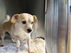 Shelter Stray Male Dog last seen Near blk sorghum, City of Hutto, TX, 1855 SE Inner Loop, Georgetown, TX 78626, USA