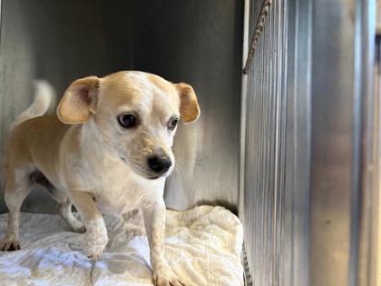 Shelter Stray Male Dog last seen Near blk sorghum, City of Hutto, TX, 1855 SE Inner Loop, Georgetown, TX 78626, USA