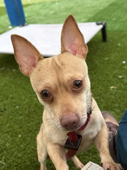 Shelter Stray Male Dog last seen Near Melville Ave, 21218, MD, 2490 Giles Rd, Baltimore, MD 21225, USA