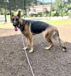 Shelter Stray Female Dog last seen Near Hidden Valley Road, 30035, GA, 3280 Chamblee Dunwoody Rd, Chamblee, GA 30341, USA