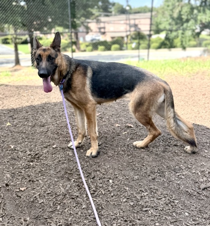 Shelter Stray Female Dog last seen Near Hidden Valley Road, 30035, GA, 3280 Chamblee Dunwoody Rd, Chamblee, GA 30341, USA