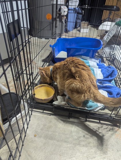 Shelter Stray Unknown Cat last seen cross section of Monona Drive and Acacia Ln, Madison 11, City of, WI, 5132 Voges Rd, Madison, WI 53718, USA