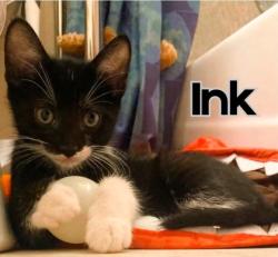 Shelter Stray Male Cat last seen Near Block of, 64152, MO, 7077 Elmwood Ave, Kansas City, MO 64132, USA