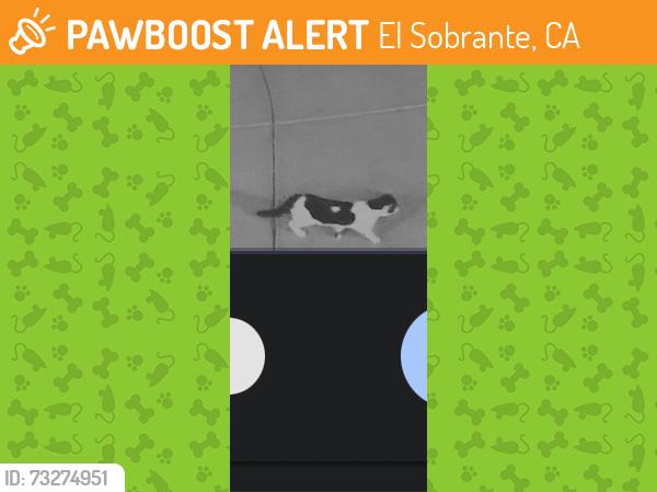 Found/Stray Unknown Cat last seen El Sobrante and McAllister, El Sobrante, CA 92503