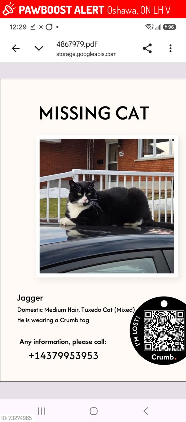 Lost Male Cat last seen Chadburn street and vimy Ave., Oshawa, ON L1H 5V6