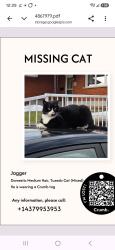 Lost Male Cat last seen Chadburn street and vimy Ave., Oshawa, ON L1H 5V6