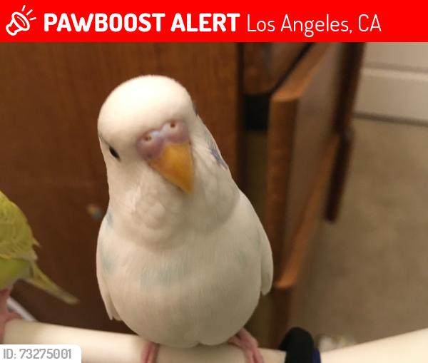 Lost Male Bird last seen De Soto and Roscoe, Los Angeles, CA 91304