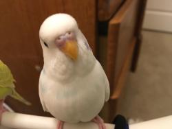 Lost Male Bird last seen De Soto and Roscoe, Los Angeles, CA 91304