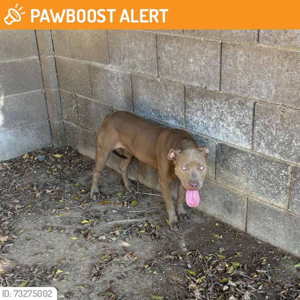 Found/Stray Female Dog last seen Dysart and missouri, Dreaming Summit, AZ 85340