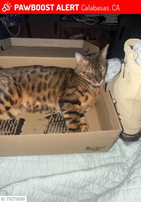 Lost Male Cat last seen Park Sorrento and valmar, Calabasas, CA 91302