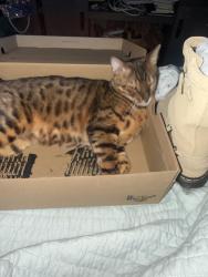 Lost Male Cat last seen Park Sorrento and valmar, Calabasas, CA 91302