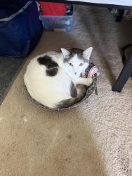 Lost Male Cat last seen Near Jurupa Ave, Fontana, CA 92337, Fontana, CA 92337
