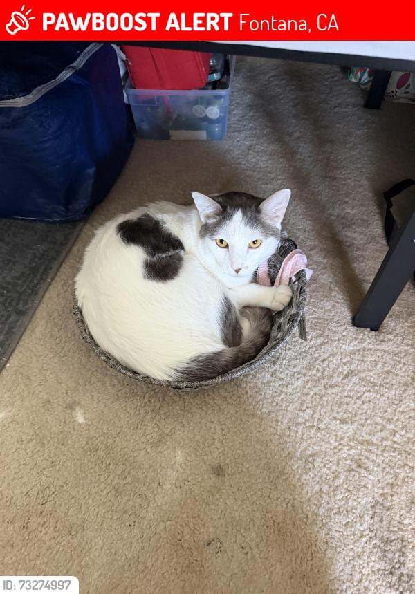 Lost Male Cat last seen Near Jurupa Ave, Fontana, CA 92337, Fontana, CA 92337